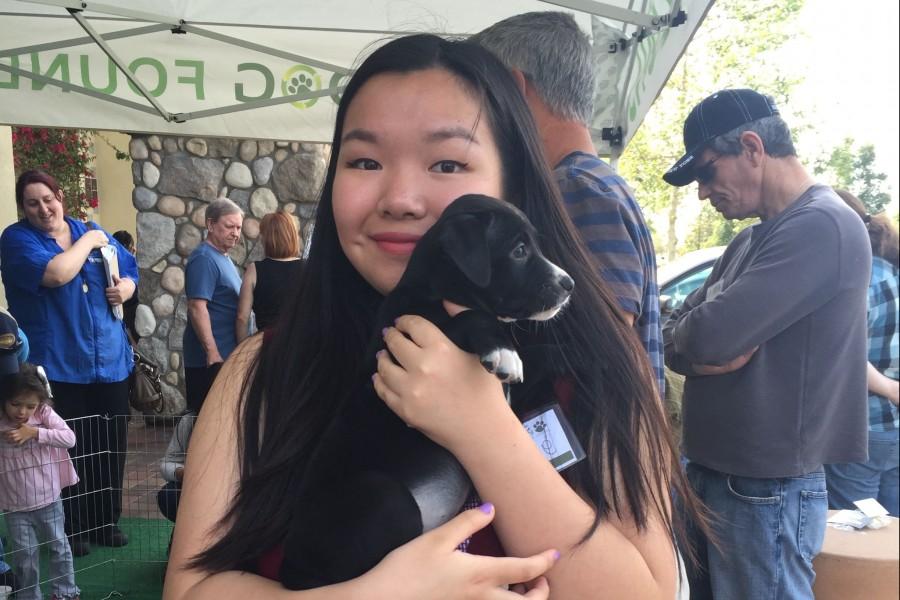 Caroline Cai, sophomore club president, holds a puppy in search of a new home during a Greendog Foundation event on March 22.