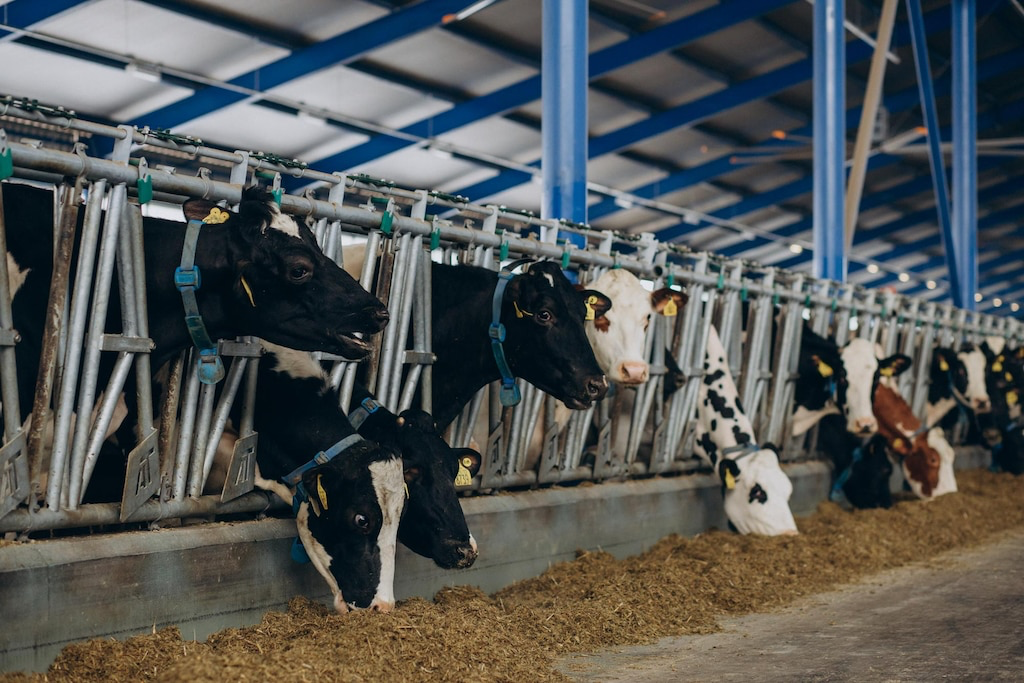 Cramped – Animals in CAFOs typically live in tight and overcrowded spaces